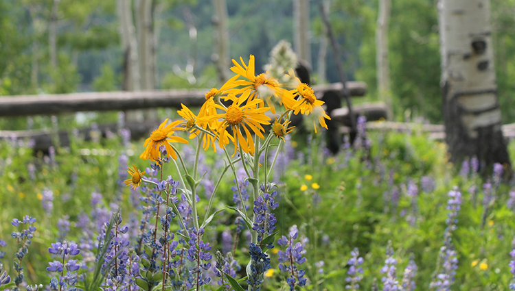 aspen-heating-and-cooling-colorado-meadow.png